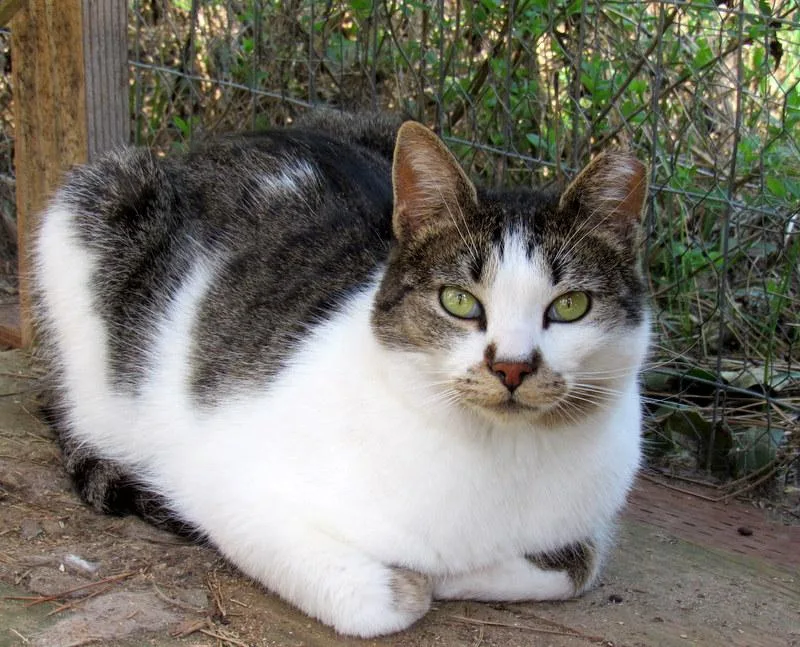 Louie And Lester Sweet thumbnail 2