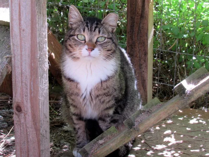 Louie And Lester Sweet thumbnail 3