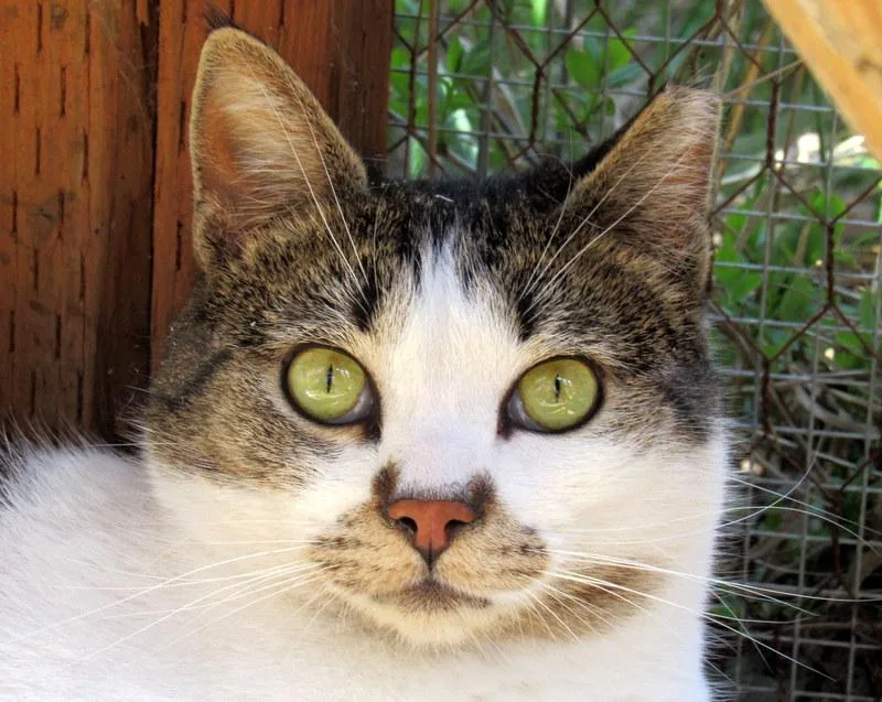 Louie And Lester Sweet