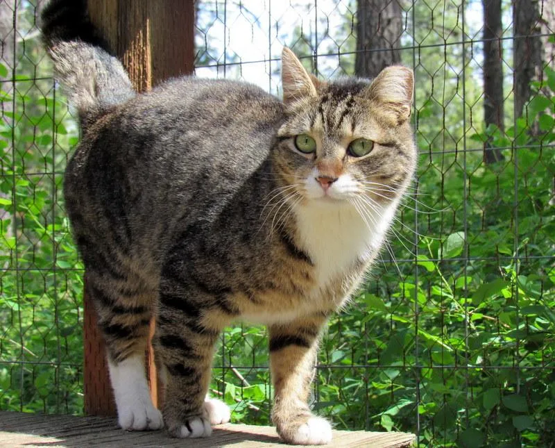 Louie And Lester Sweet thumbnail 4