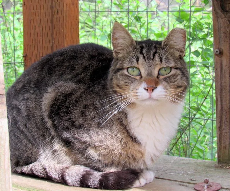 Louie And Lester Sweet thumbnail 5