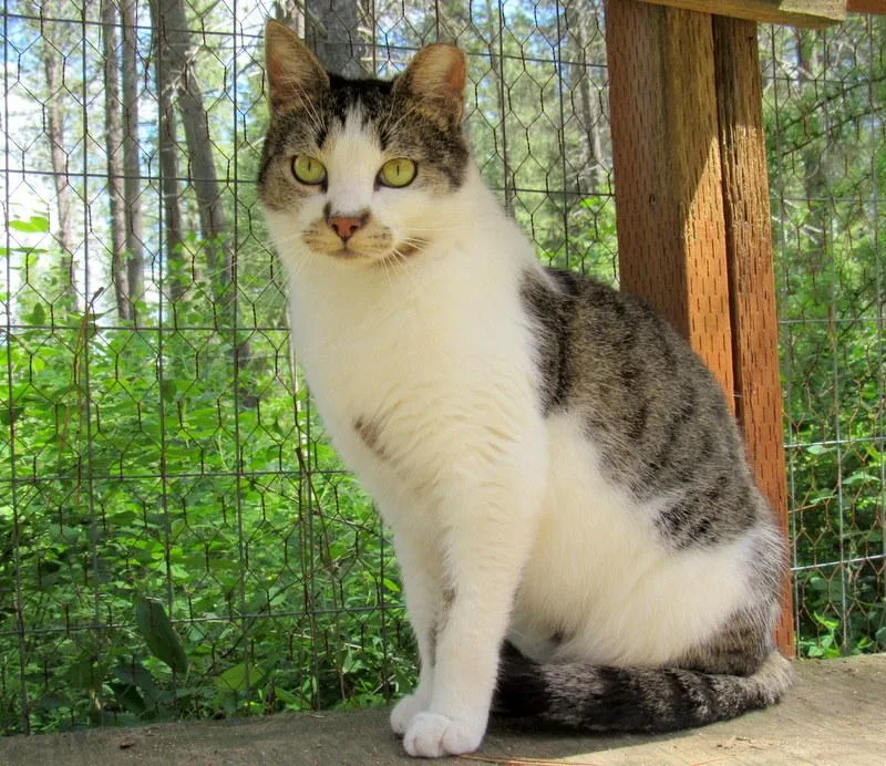 Louie And Lester Sweet thumbnail 6