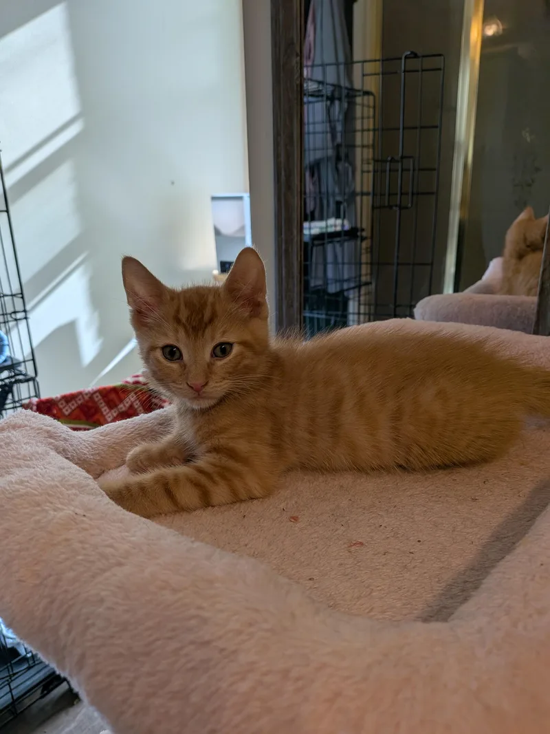 A baby small-sized male Domestic Short Hair cat named Chopin for adoption in Hershey, PA