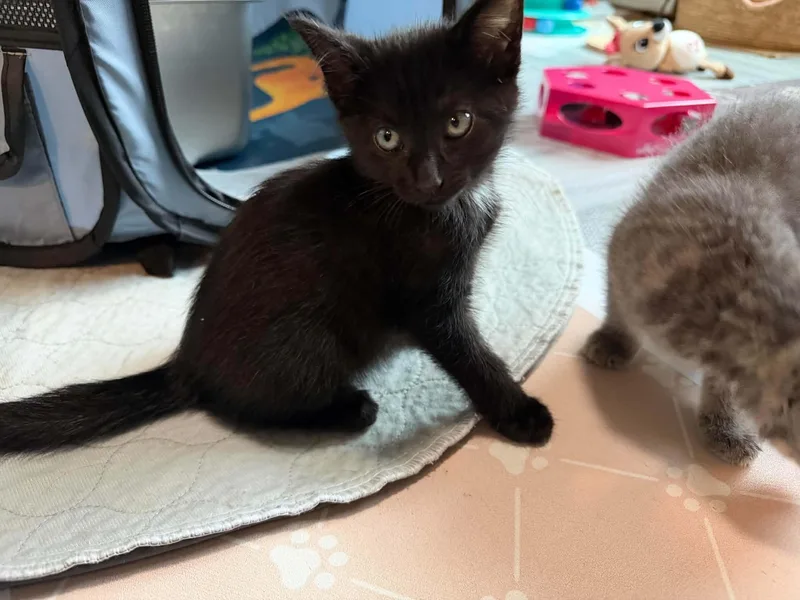 A baby medium-sized female Black Domestic Short Hair cat named Froot Loops for adoption in Omaha, NE
