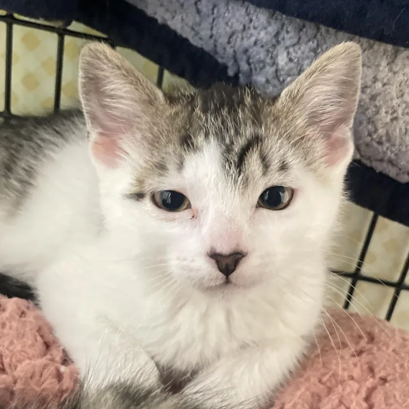 A baby small-sized male Brown / Chocolate Domestic Short Hair cat named Lanai for adoption in Chicago, IL