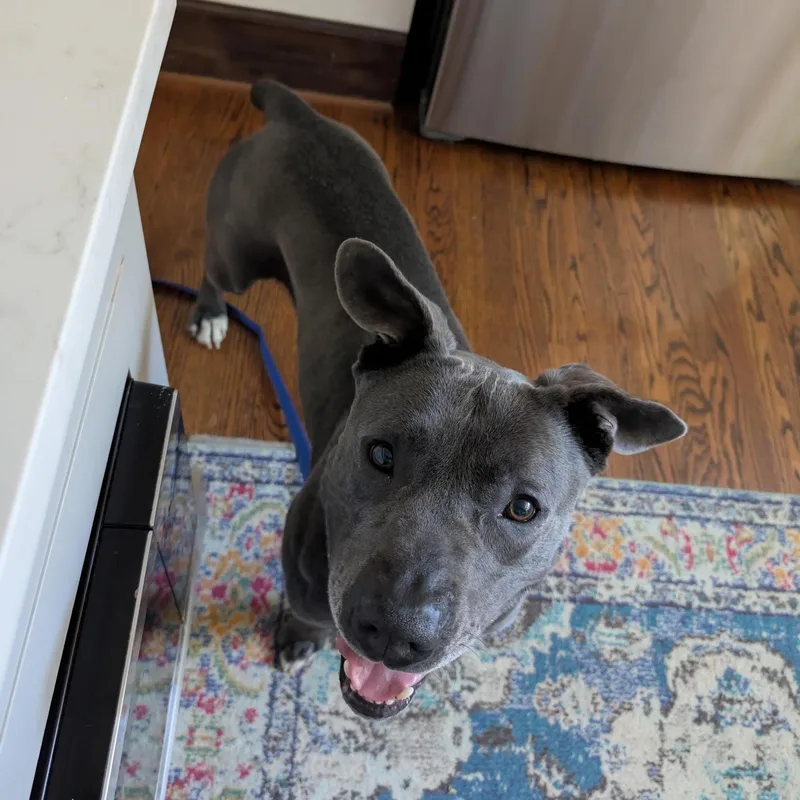 An adult large-sized male Gray / Blue / Silver American Bully dog named Sweet Scottie for adoption in Northville, MI