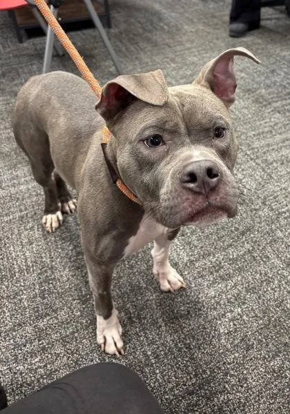 An adult medium-sized female Mixed Breed dog named Solace for adoption in West Chester, PA