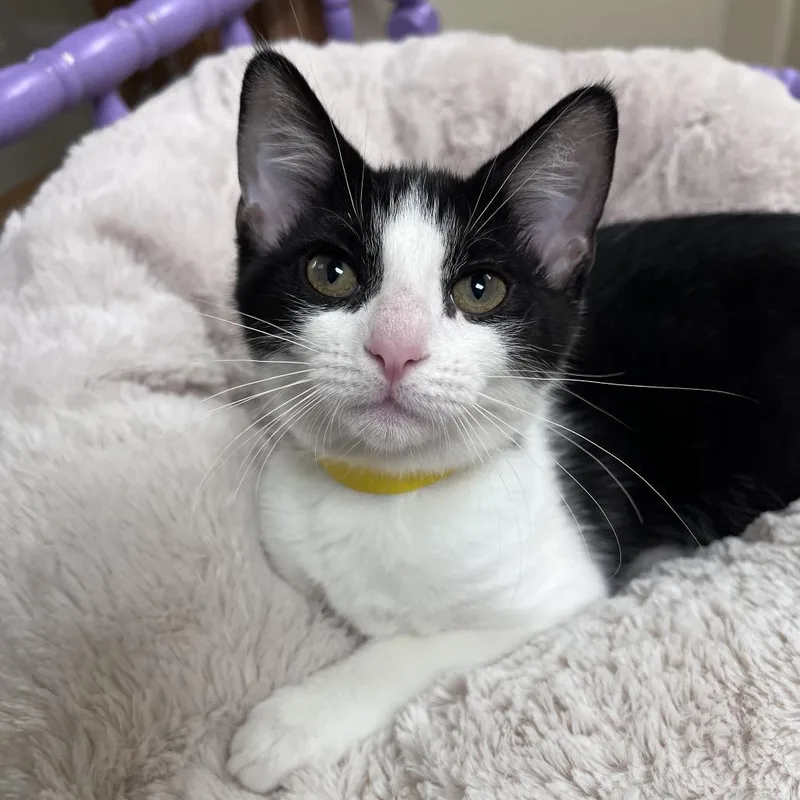 A baby small-sized female Black Domestic Short Hair cat named Pearl for adoption in Arlington Heights, IL