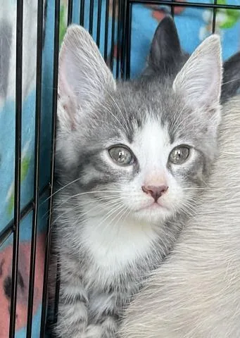 A young small-sized male Domestic Short Hair cat named Buzz for adoption in Ontario, CA