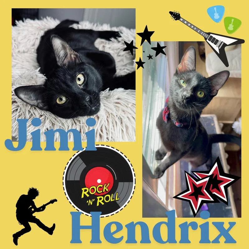 A baby medium-sized male Black Domestic Short Hair cat named Jimi & Hendrix for adoption in Bronx, NY