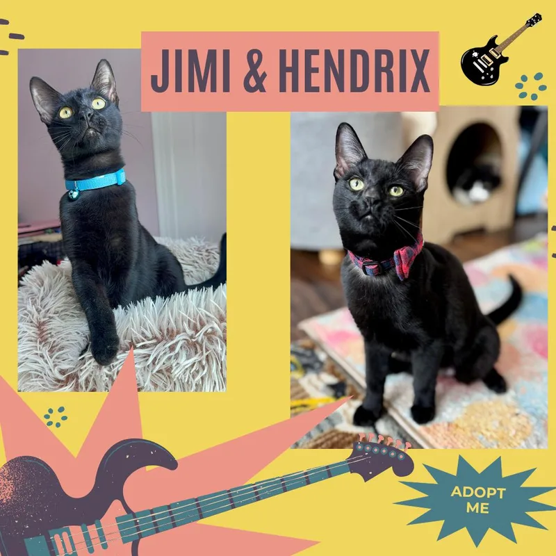 Jimi & Hendrix thumbnail 2