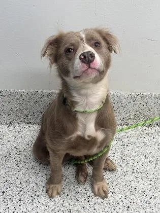 An adult medium-sized female Pit Bull Terrier dog named Fluffy for adoption in Atlanta, GA