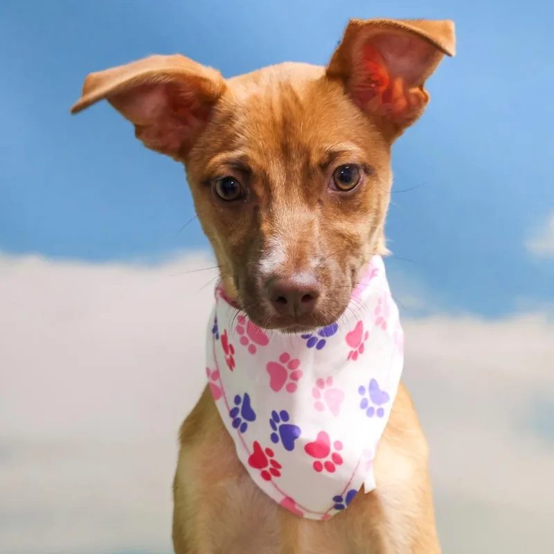 A young small-sized female Yellow / Tan / Blond / Fawn Chihuahua dog named Cookie for adoption in Casa Grande, AZ