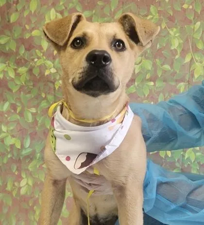 An adult medium-sized female Labrador Retriever dog named Dottie for adoption in San Antonio, TX