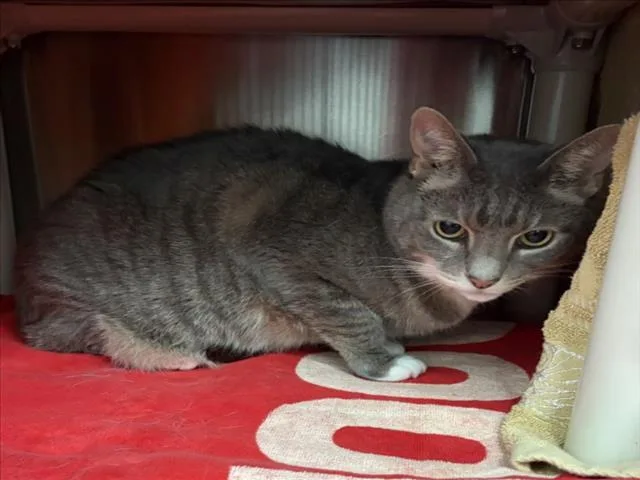 A senior medium-sized female Domestic Short Hair cat named Hazel Bella for adoption in Derwood, MD