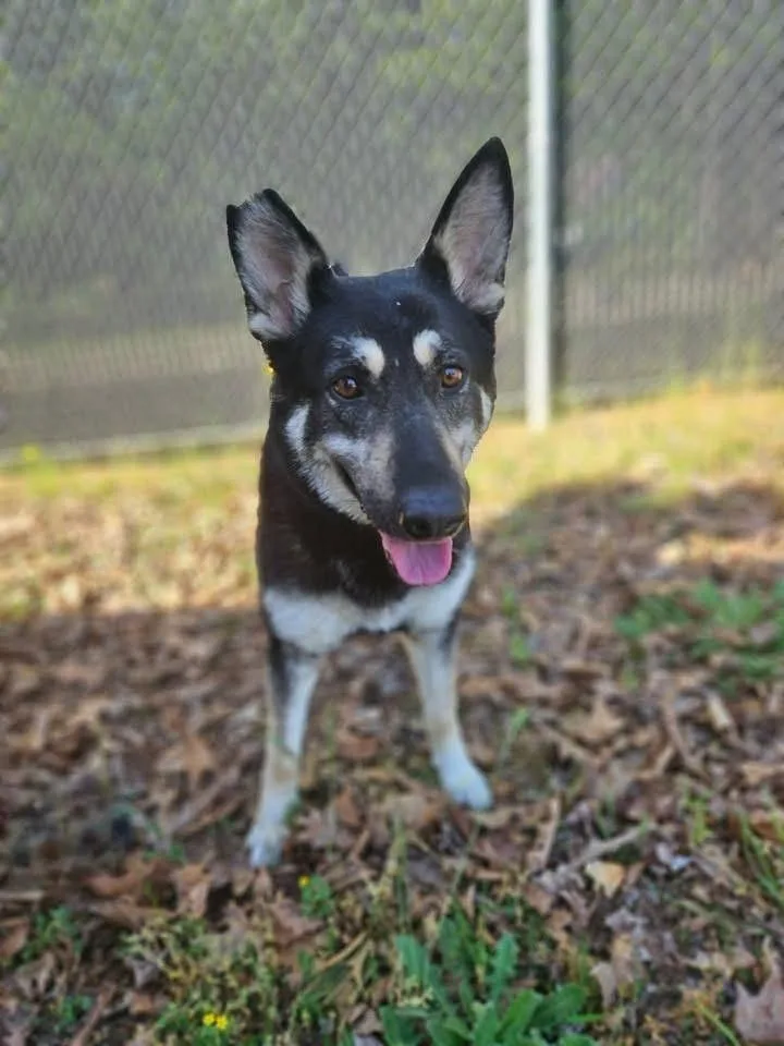 An adult large-sized female Tricolor (Brown, Black, & White) Shepherd dog named Rose for adoption in Mooresville, NC