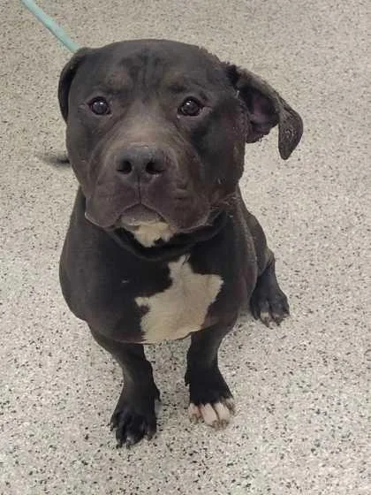An adult large-sized male Black Pit Bull Terrier dog named Buck for adoption in Kansas City, MO