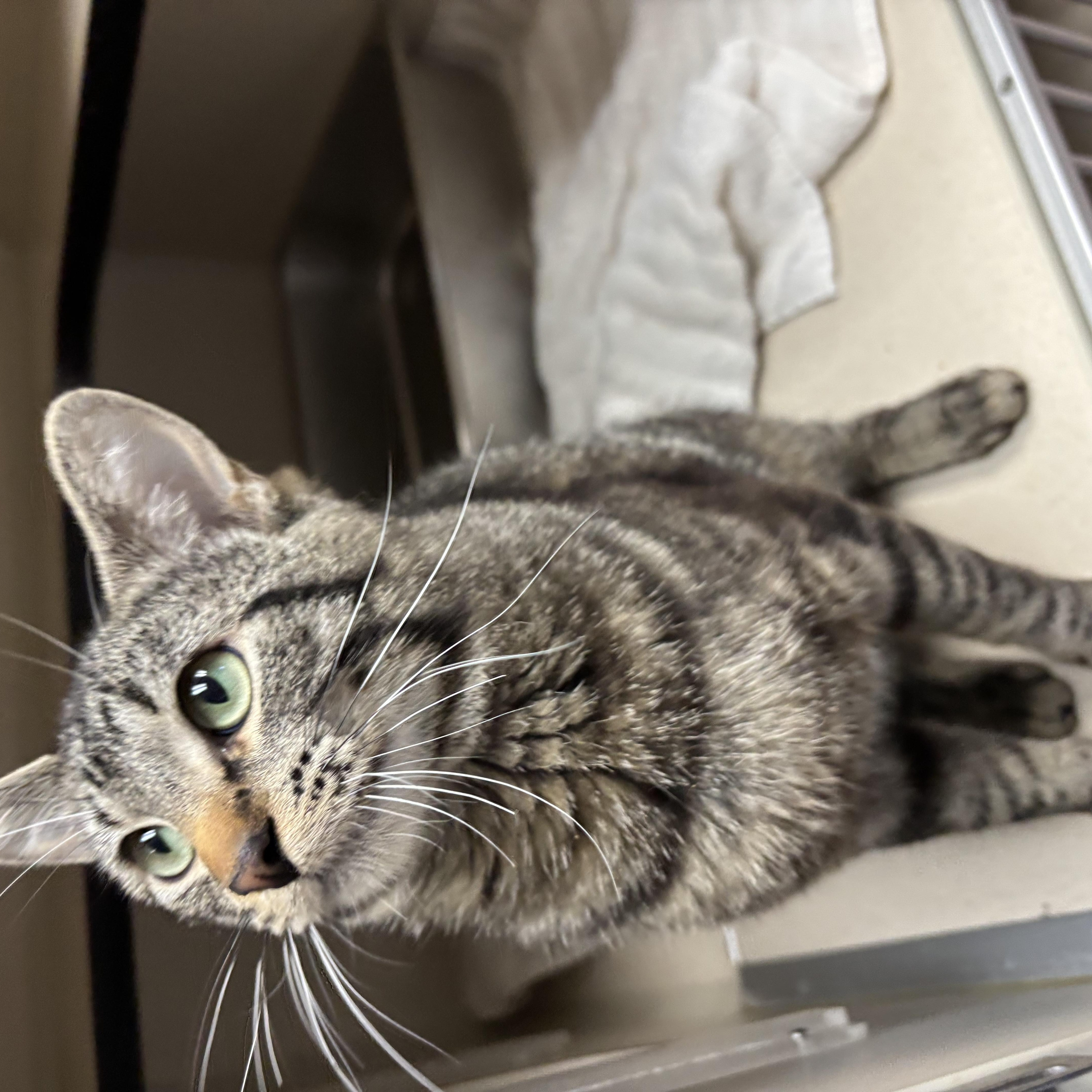 A young medium-sized male Gray / Blue / Silver Domestic Short Hair cat named Bandit for adoption in Steamboat Springs, CO