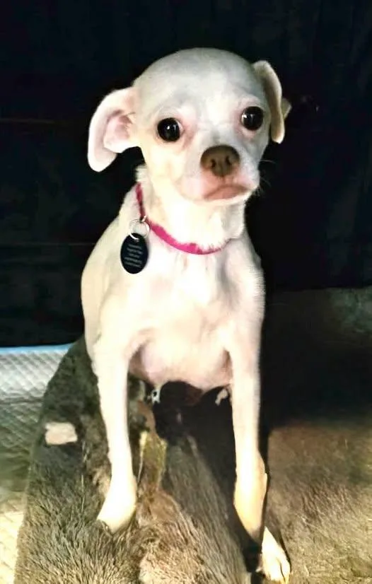 An adult small-sized female Chihuahua dog named D for adoption in Austin, TX