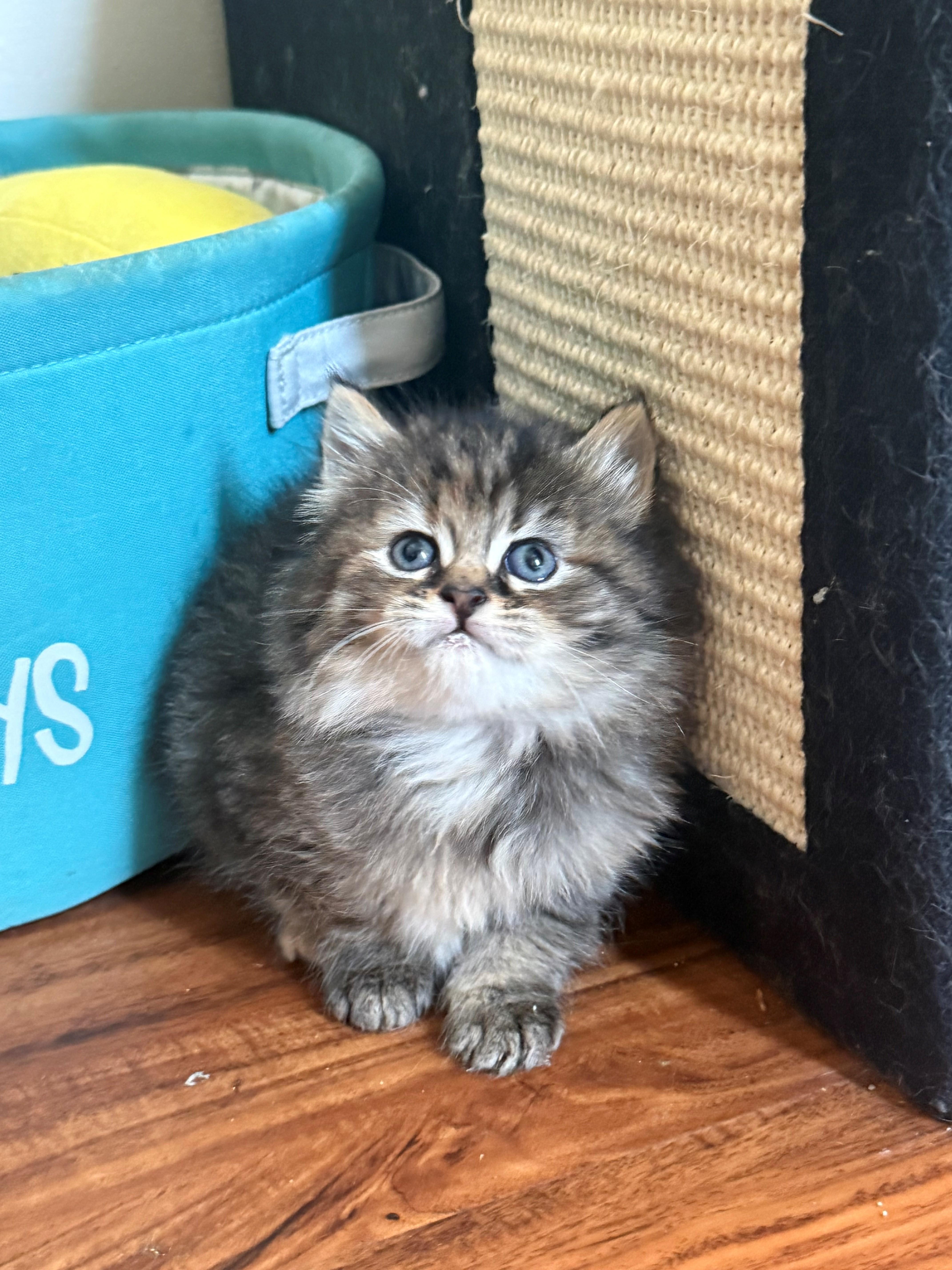 A baby small-sized female Domestic Long Hair cat named Carly for adoption in Bethel Park, PA