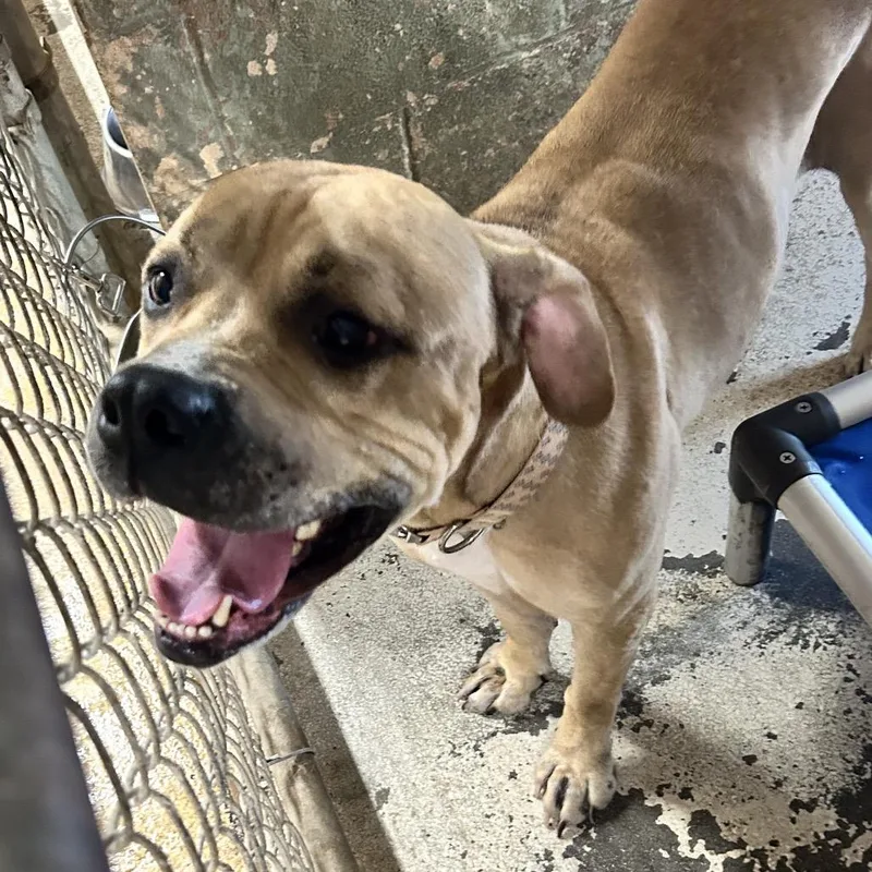 An adult large-sized male Pit Bull Terrier dog named Aloe for adoption in Newport, NC