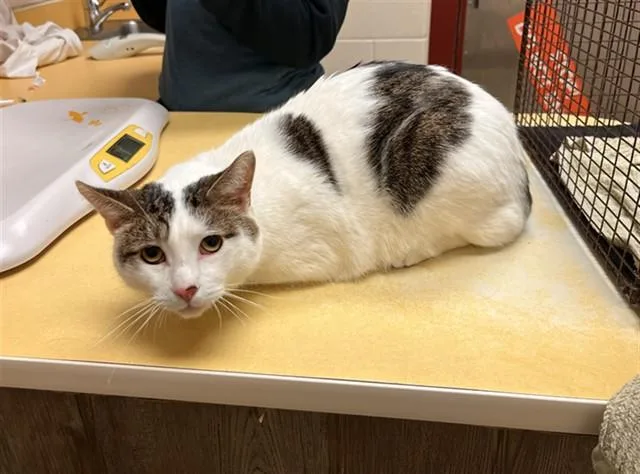 A young medium-sized male Domestic Short Hair cat named Arlo for adoption in Colorado Springs, CO