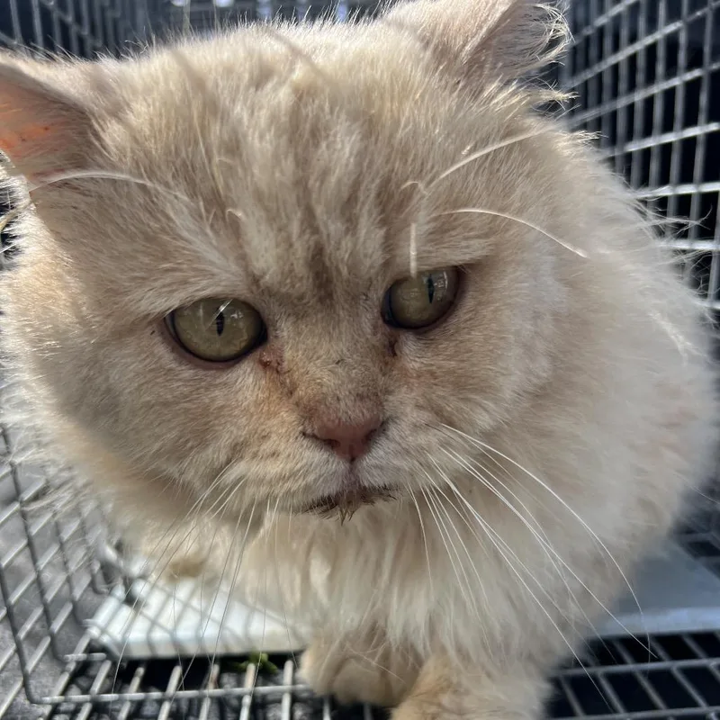 Brimsley thumbnail 2