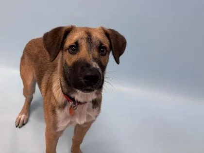 A young large-sized female Labrador Retriever dog named Abbie for adoption in Woodbury, MN