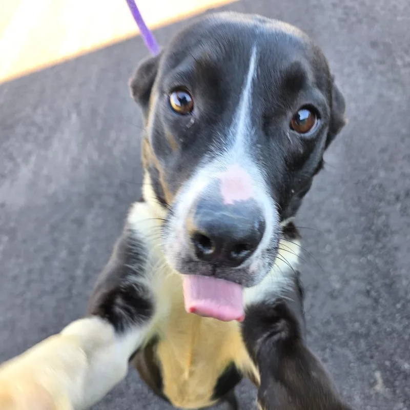 An adult medium-sized female Black Mixed Breed dog named Lexi for adoption in Bristol, IN