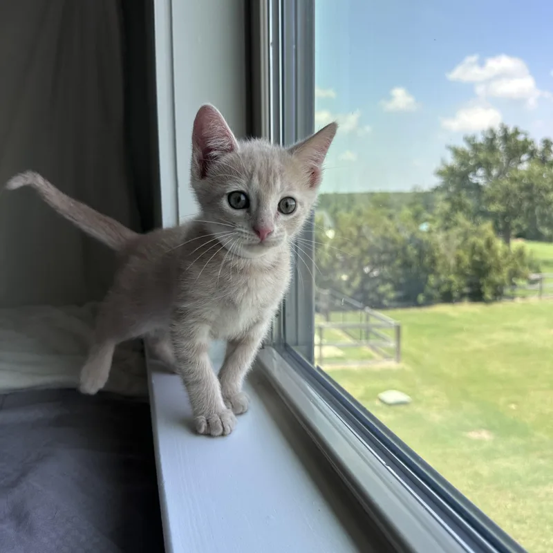 A baby medium-sized male Orange & White Domestic Short Hair cat named Colonel Catnip for adoption in Bryan, TX