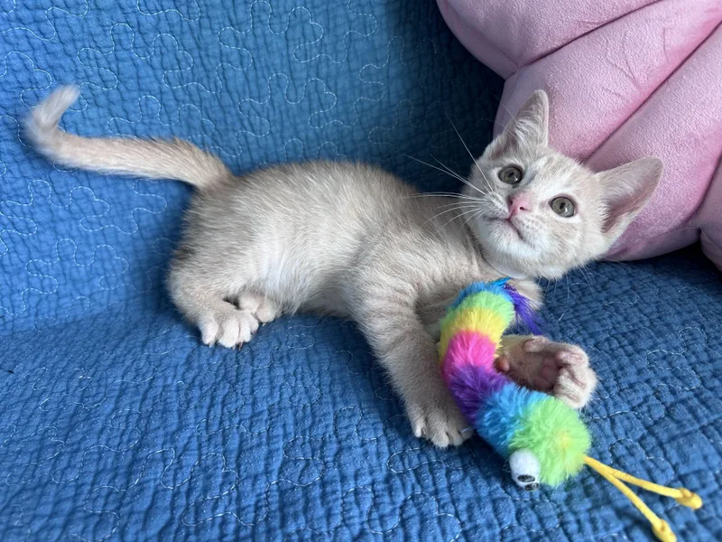Colonel Catnip thumbnail 3