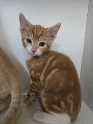 A baby small-sized male Domestic Short Hair cat named Grill Master for adoption in Savannah, GA