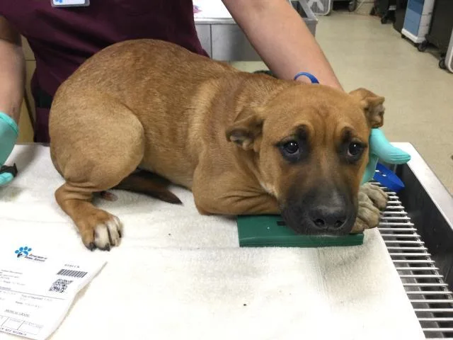 A young medium-sized male Mastiff dog named Scrappy Doo for adoption in Riverside, CA