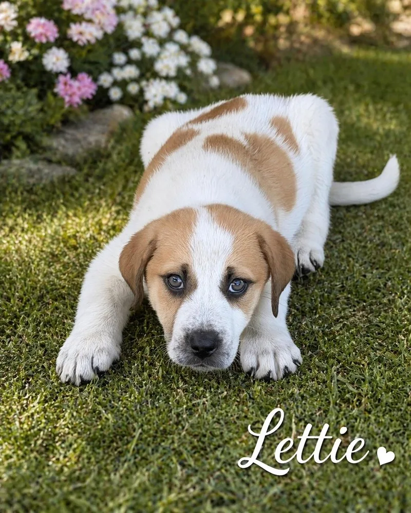 A young medium-sized female White / Cream Great Pyrenees dog named Lettie for adoption in Sylacauga, AL