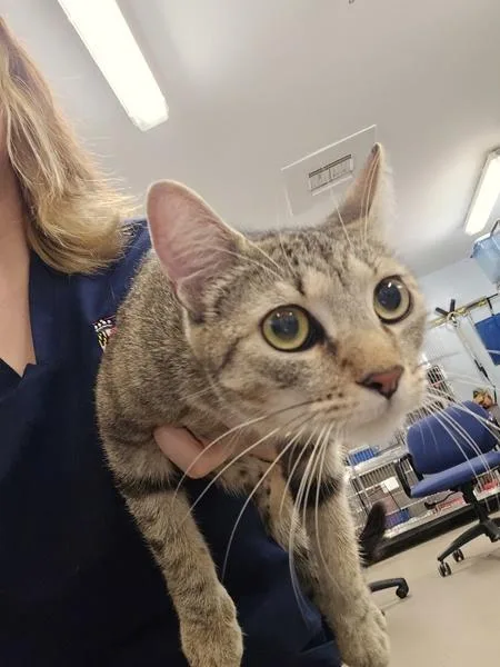 An adult medium-sized female Domestic Short Hair cat named Kira for adoption in Millersville, MD