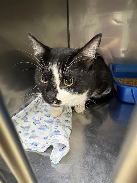 A young medium-sized male Domestic Short Hair cat named Chevy for adoption in Killeen, TX