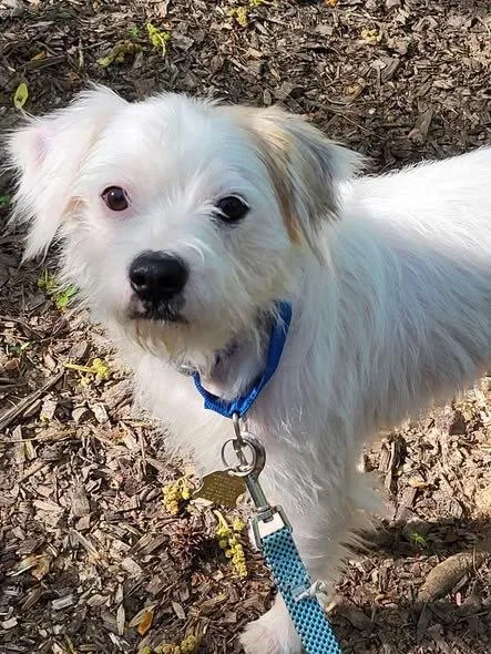 An adult small-sized male Terrier dog named Simon for adoption in Ellijay, GA