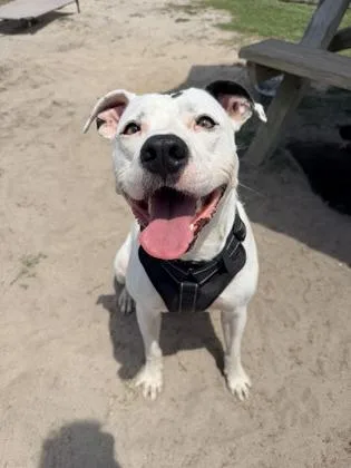 An adult large-sized male Mixed Breed dog named Dillon for adoption in Manteo, NC