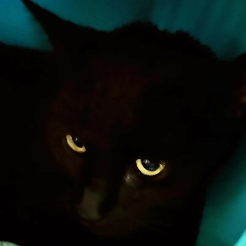 A young medium-sized female Black Domestic Short Hair cat named Zodiac for adoption in Lakeland, FL