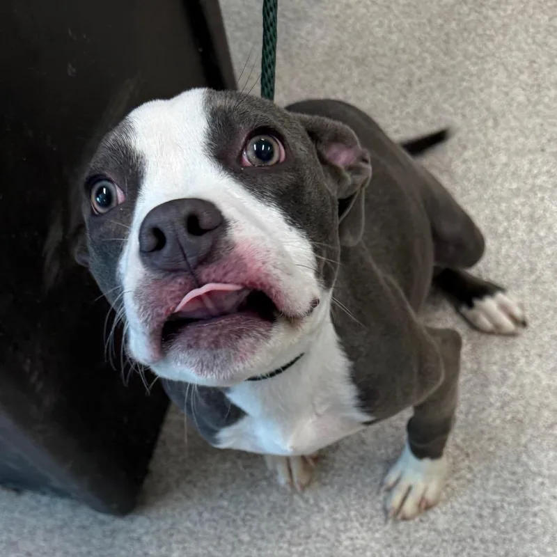 A baby small-sized female Gray / Blue / Silver Pit Bull Terrier dog named Pumpkin Queen for adoption in Horn Lake, MS