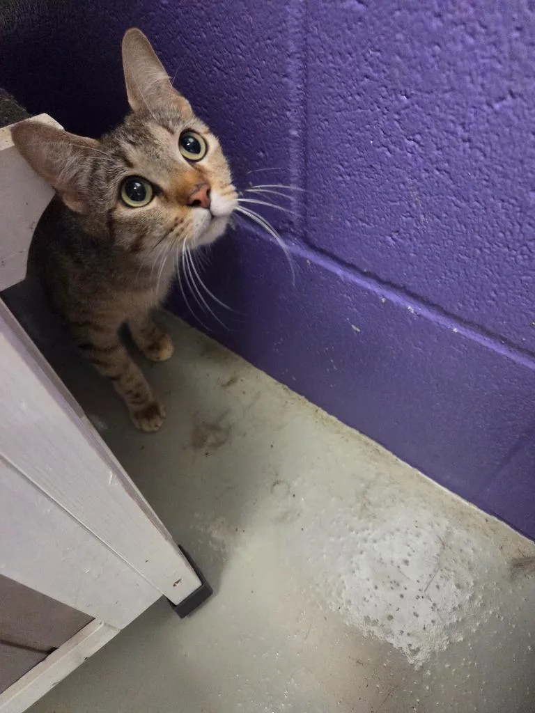 A young large-sized female Domestic Short Hair cat named Nona for adoption in Bossier City, LA