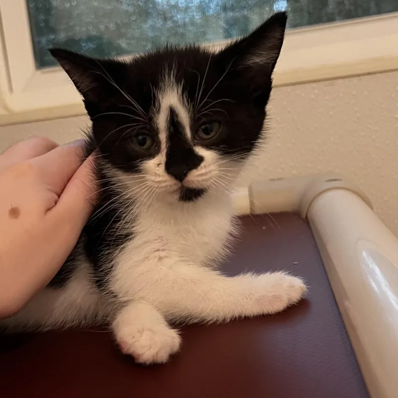 A baby small-sized female Black Domestic Short Hair cat named Meowly Cyrus for adoption in Brighton, MO