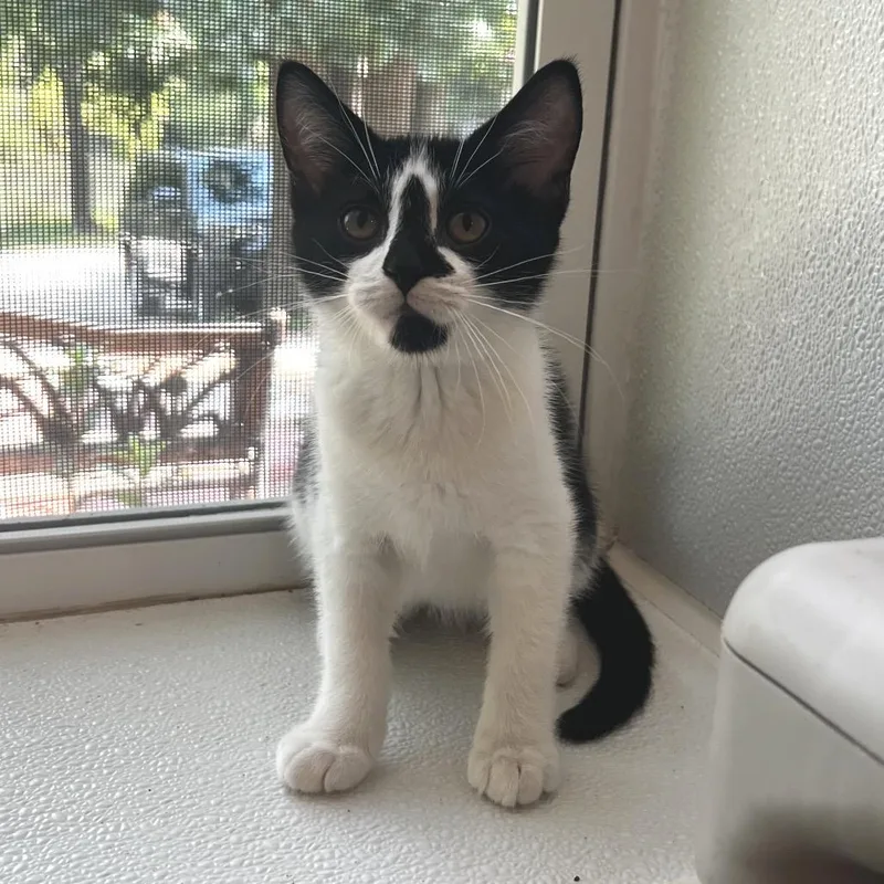 Meowly Cyrus thumbnail 2