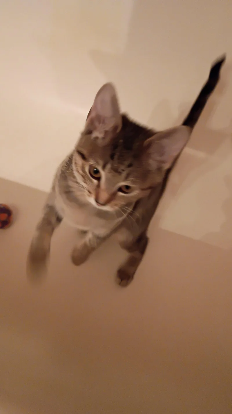 A baby medium-sized female Domestic Short Hair cat named Fuji for adoption in Wheaton, IL