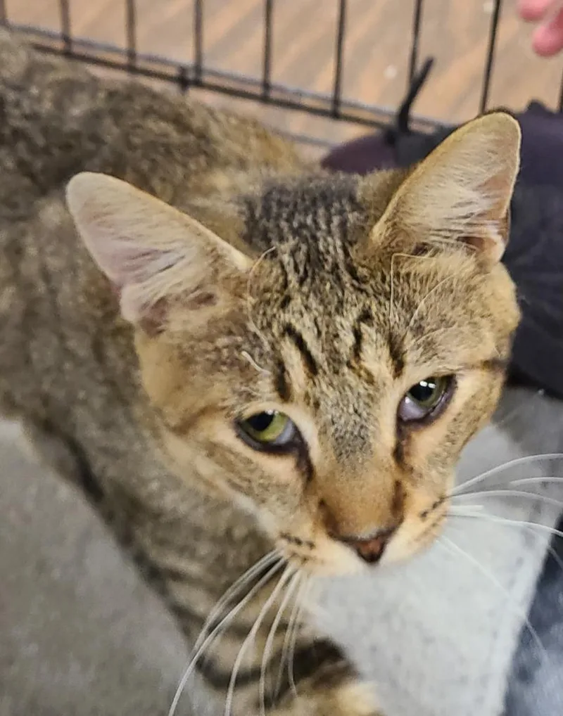 A baby medium-sized male Domestic Short Hair cat named Hiccup Horrendous Haddock III for adoption in Portland, IN