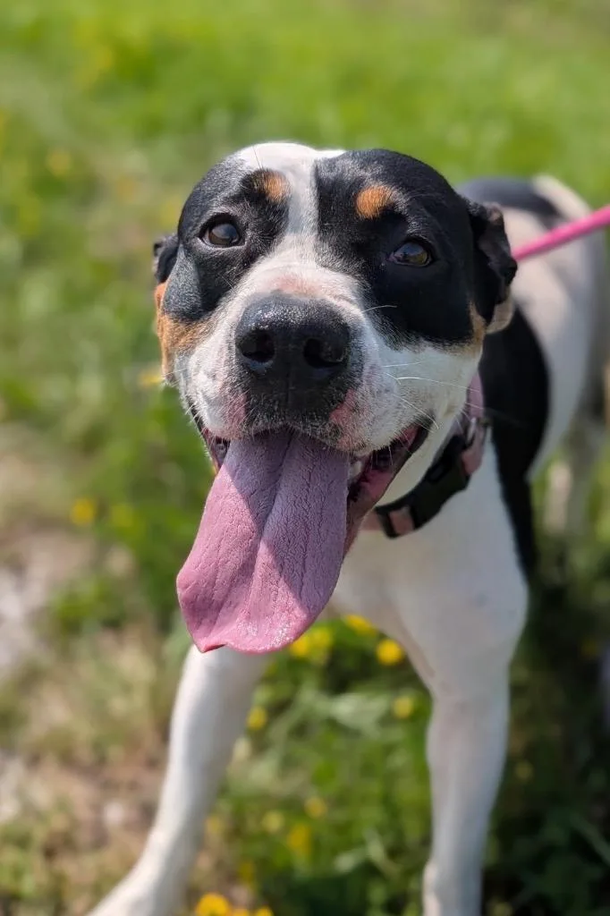 A young medium-sized female Staffordshire Bull Terrier dog named Lacey for adoption in Defiance, OH