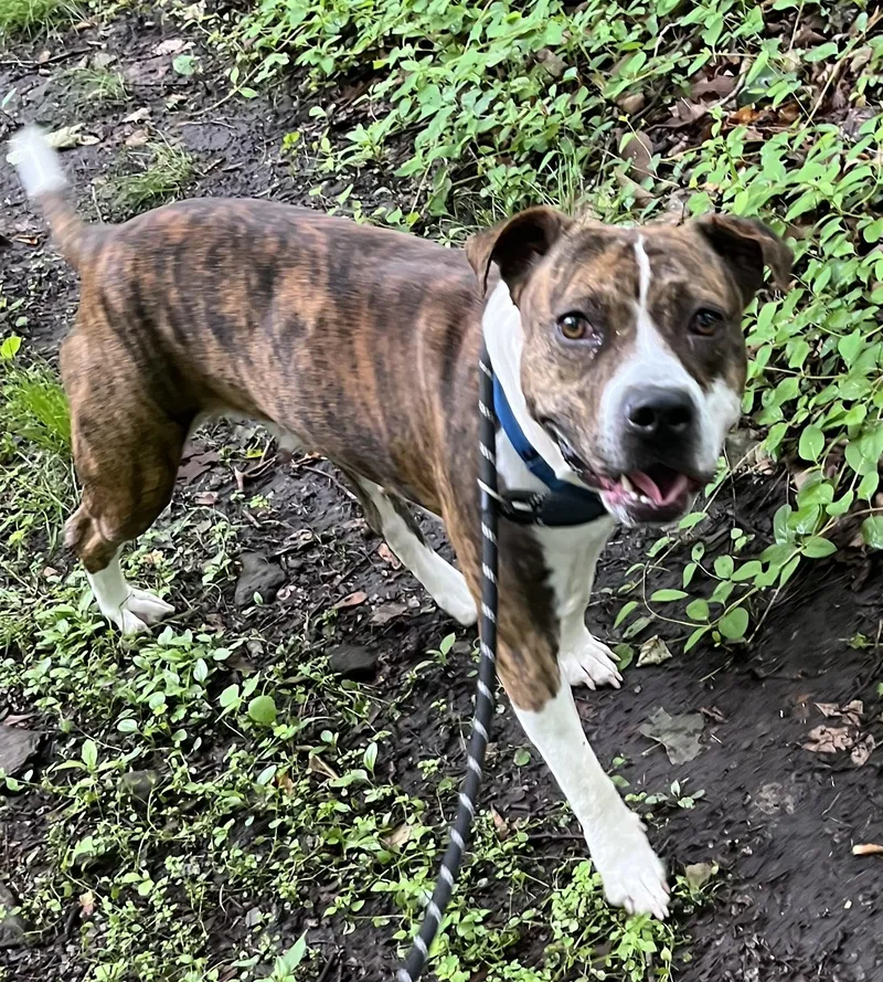 A young medium-sized female Brindle Mixed Breed dog named Laney for adoption in McKeesport, PA
