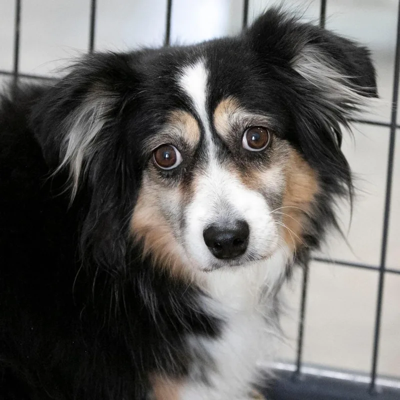 A senior medium-sized female Black Australian Shepherd dog named Tootsie for adoption in Peyton, CO