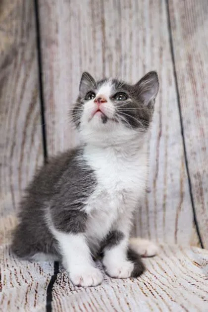 A baby small-sized female Domestic Medium Hair cat named Miso for adoption in Dothan, AL