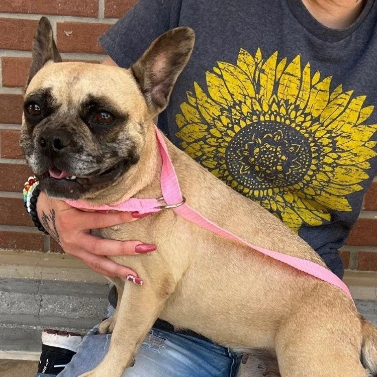 An adult medium-sized female Apricot / Beige French Bulldog dog named Francia for adoption in Carrollton, TX